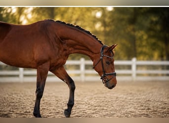 Oldenburger, Wallach, 4 Jahre, 173 cm, Brauner