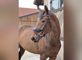 Oldenburger, Wallach, 4 Jahre, 173 cm, Brauner