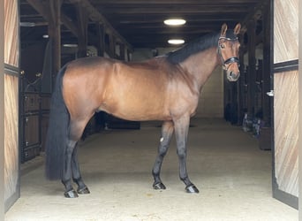 Oldenburger, Wallach, 4 Jahre, 173 cm, Brauner