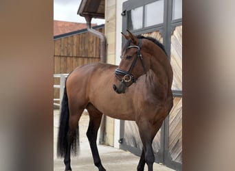 Oldenburger, Wallach, 4 Jahre, 173 cm, Brauner