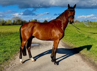 Oldenburger, Wallach, 4 Jahre, 173 cm, Brauner