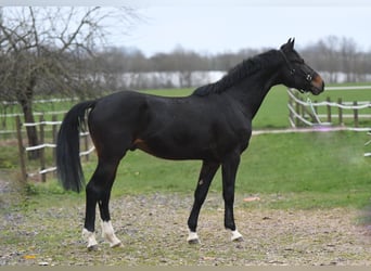 Oldenburger, Wallach, 4 Jahre, 173 cm, Dunkelbrauner