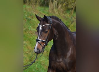 Oldenburger, Wallach, 4 Jahre, 173 cm, Dunkelbrauner