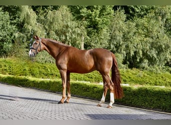 Oldenburger, Wallach, 4 Jahre, 173 cm, Dunkelfuchs