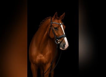 Oldenburger, Wallach, 4 Jahre, 173 cm, Dunkelfuchs