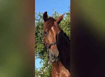 Oldenburger, Wallach, 4 Jahre, 173 cm, Fuchs
