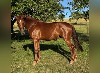 Oldenburger, Wallach, 4 Jahre, 173 cm, Fuchs