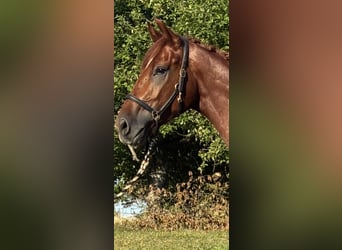 Oldenburger, Wallach, 4 Jahre, 173 cm, Fuchs