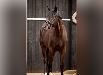 Oldenburger, Wallach, 4 Jahre, 173 cm, Rappe