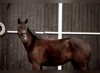 Oldenburger, Wallach, 4 Jahre, 173 cm, Rappe