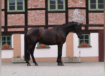 Oldenburger, Wallach, 4 Jahre, 173 cm, Rappe