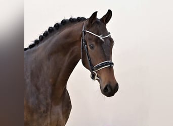 Oldenburger, Wallach, 4 Jahre, 174 cm, Dunkelbrauner