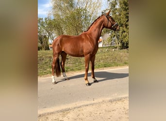 Oldenburger, Wallach, 4 Jahre, 174 cm, Fuchs