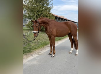Oldenburger, Wallach, 4 Jahre, 174 cm, Fuchs