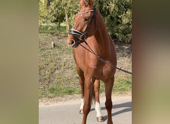 Oldenburger, Wallach, 4 Jahre, 174 cm, Fuchs