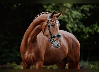 Oldenburger, Wallach, 4 Jahre, 174 cm, Fuchs
