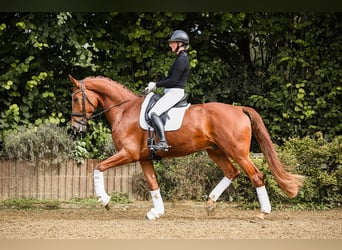 Oldenburger, Wallach, 4 Jahre, 174 cm, Fuchs