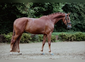 Oldenburger, Wallach, 4 Jahre, 174 cm, Fuchs