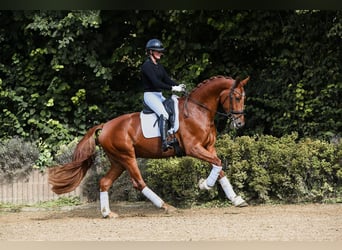 Oldenburger, Wallach, 4 Jahre, 174 cm, Fuchs