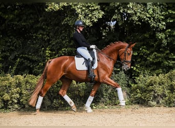 Oldenburger, Wallach, 4 Jahre, 174 cm, Fuchs