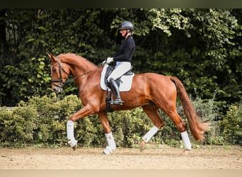 Oldenburger, Wallach, 4 Jahre, 174 cm, Fuchs