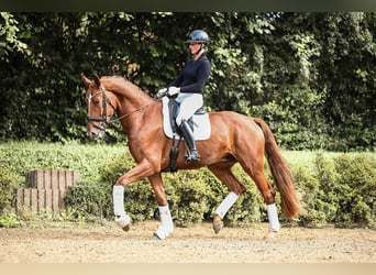 Oldenburger, Wallach, 4 Jahre, 174 cm, Fuchs