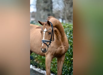 Oldenburger, Wallach, 4 Jahre, 174 cm, Fuchs