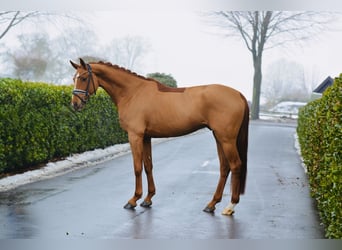 Oldenburger, Wallach, 4 Jahre, 174 cm, Fuchs