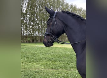 Oldenburger, Wallach, 4 Jahre, 174 cm, Rappe