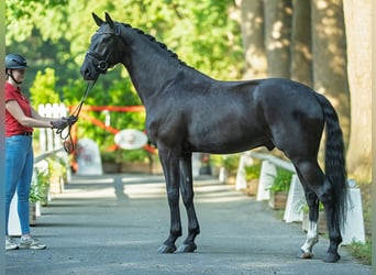 Oldenburger, Wallach, 4 Jahre, 174 cm, Rappe