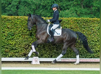 Oldenburger, Wallach, 4 Jahre, 174 cm, Rappe