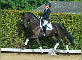 Oldenburger, Wallach, 4 Jahre, 174 cm, Rappe