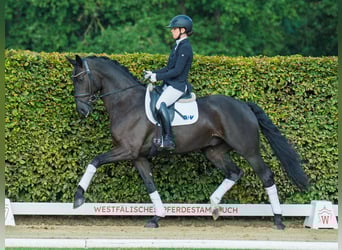 Oldenburger, Wallach, 4 Jahre, 174 cm, Rappe