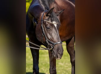 Oldenburger, Wallach, 4 Jahre, 174 cm, Rappe
