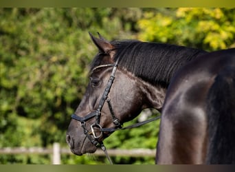 Oldenburger, Wallach, 4 Jahre, 174 cm, Rappe