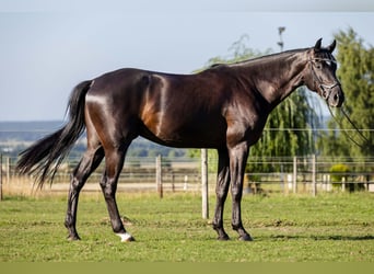 Oldenburger, Wallach, 4 Jahre, 174 cm, Rappe