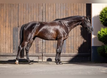 Oldenburger, Wallach, 4 Jahre, 174 cm, Rappe