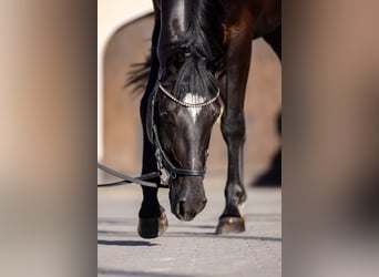 Oldenburger, Wallach, 4 Jahre, 174 cm, Rappe