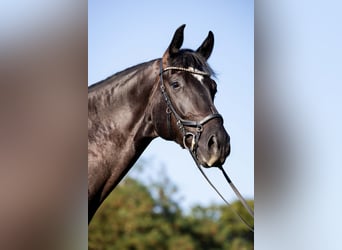 Oldenburger, Wallach, 4 Jahre, 174 cm, Rappe