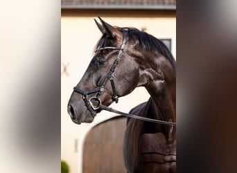 Oldenburger, Wallach, 4 Jahre, 174 cm, Rappe