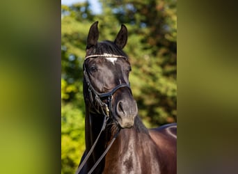 Oldenburger, Wallach, 4 Jahre, 174 cm, Rappe