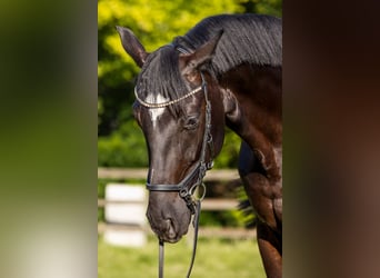 Oldenburger, Wallach, 4 Jahre, 174 cm, Rappe