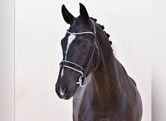 Oldenburger, Wallach, 4 Jahre, 174 cm, Rappe