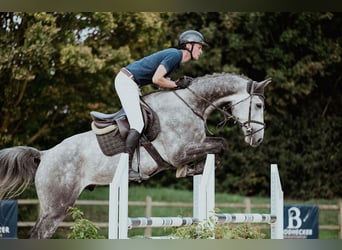 Oldenburger, Wallach, 4 Jahre, 174 cm, Schimmel