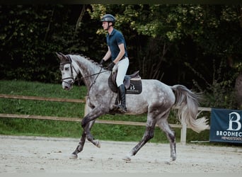 Oldenburger, Wallach, 4 Jahre, 174 cm, Schimmel