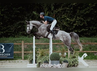 Oldenburger, Wallach, 4 Jahre, 174 cm, Schimmel