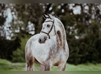 Oldenburger, Wallach, 4 Jahre, 174 cm, Schimmel