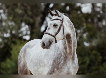 Oldenburger, Wallach, 4 Jahre, 174 cm, Schimmel