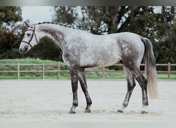Oldenburger, Wallach, 4 Jahre, 174 cm, Schimmel