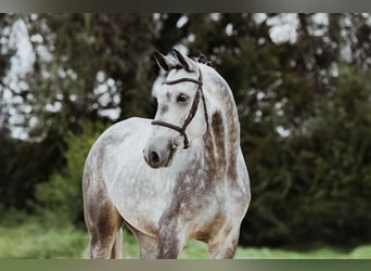 Oldenburger, Wallach, 4 Jahre, 174 cm, Schimmel